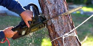 Best Weed Control  in North Valley, NM