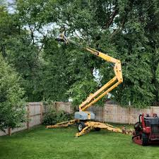 Best Tree Disease Treatment  in North Valley, NM