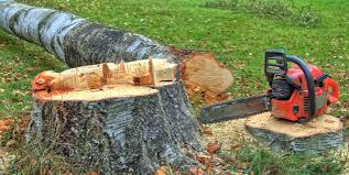 Best Tree Cabling and Bracing  in North Valley, NM