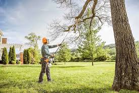 Best Palm Tree Trimming  in North Valley, NM