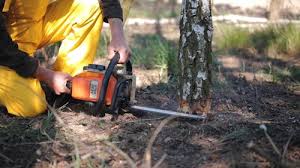 Best Lawn Pest Prevention  in North Valley, NM