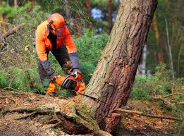 Best Tree Risk Assessment  in North Valley, NM