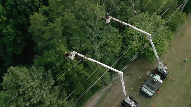 Best Tree and Shrub Care  in North Valley, NM