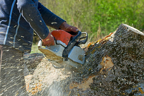 Best Lawn Renovation and Restoration  in North Valley, NM